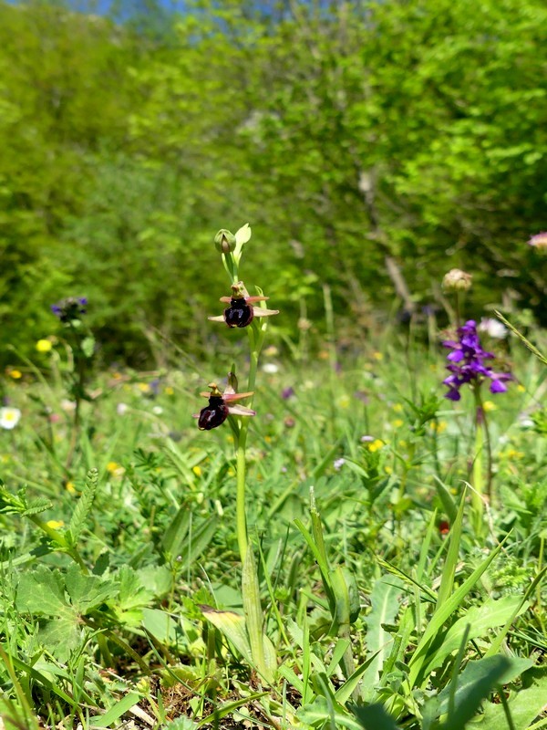 Prima fioritura di orchidee a Palena nel Parco Nazionale della Majella - maggio 2022.